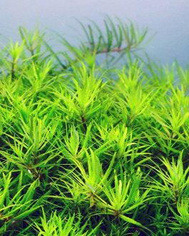 Limnophila sp vietnam (3 stems)