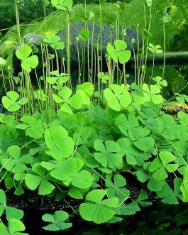 Marsilea Quadrifolia / Clover Four Leaf (1 stem)