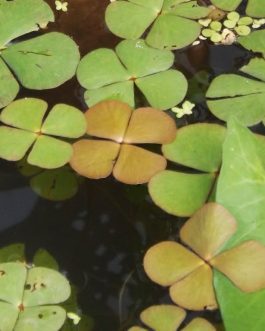Marsilea Quadrifolia / Clover Four Leaf (1 stem)