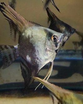 Blue Chocolate Angel Adult