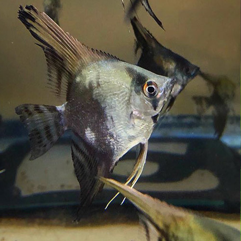 Blue Chocolate Angel Adult - Image 2