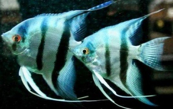 Silver angel fish (10 pieces) - Image 2