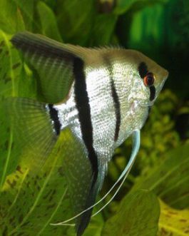 Silver angel fish (10 pieces)