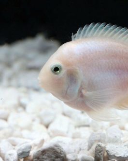 Polar white parrot ( Breeding Pair)