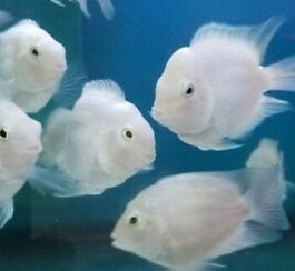 Polar white parrot ( Breeding Pair)