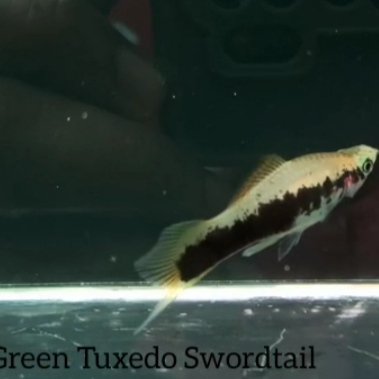 Green Tuxedo Sword Tail fish (3 pairs)