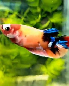 Nemo galaxy betta pair