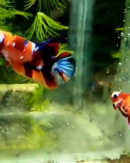 Nemo multi betta pair