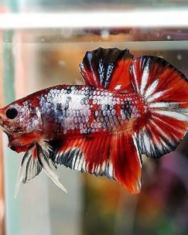 Multi Galaxy betta pair