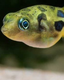 Dwarf Pea Puffer (5 pieces)