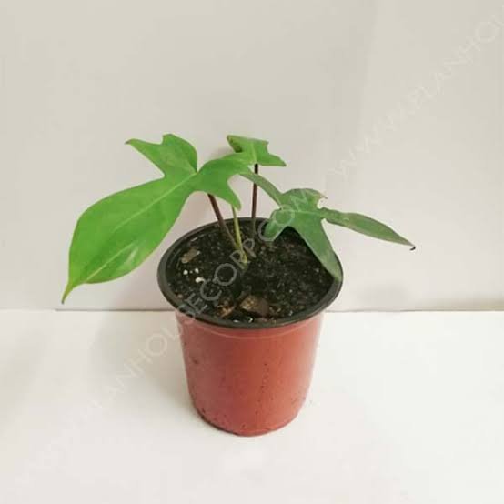 Philodendron Florida beauty (single plant)