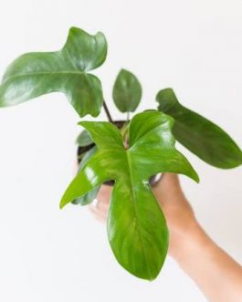 Philodendron Florida beauty (single plant)