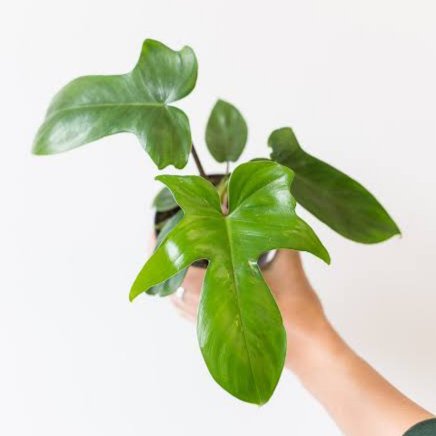 Philodendron Florida beauty (single plant) - Image 2