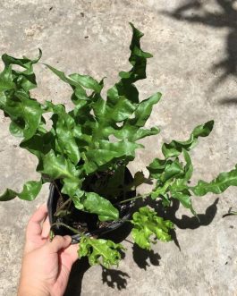 Microsorum Green Wave (plant clump)