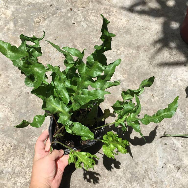 Microsorum Green Wave (plant clump) - Image 2