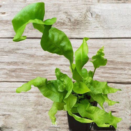 Microsorum Green Wave (plant clump) - Image 3