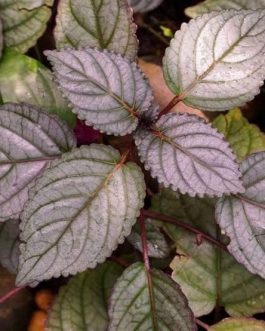 Hemigraphis Colorata (single plant)