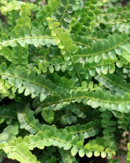 Giant Button Fern (single plant)