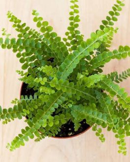 Giant Button Fern (single plant)