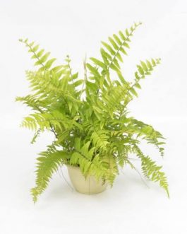 Boston Fern (single plant)