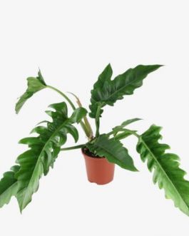Philodendron Narrow Escape (large plant)
