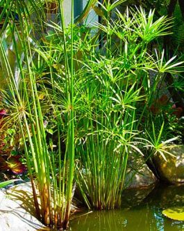 Cyperus mini Papyrus/umbrella papyrus/umbrella palm/Cyperus alternifolius (Single plant clump)