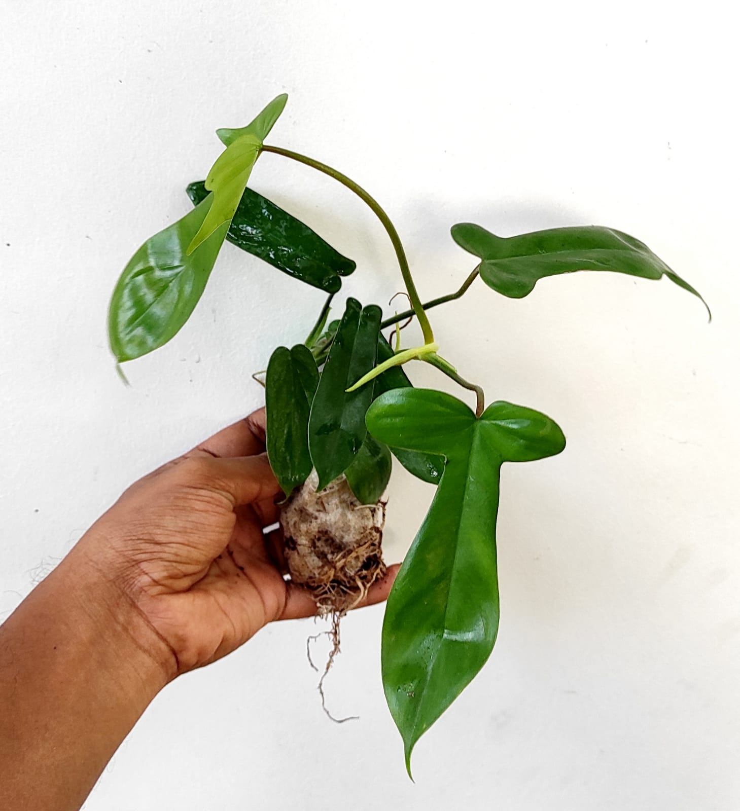Philodendron Florida beauty (single plant) - Image 3
