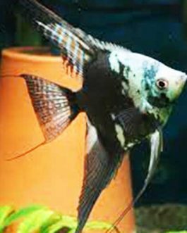 Blue chocolate angel (4 pieces)