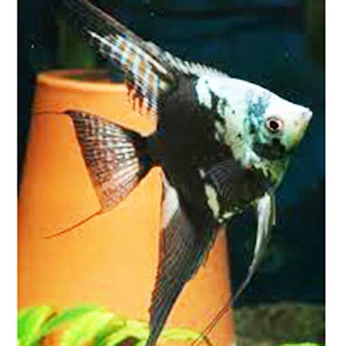 Blue chocolate angel (4 pieces)