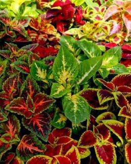 Coleus plant (4 different varieties)