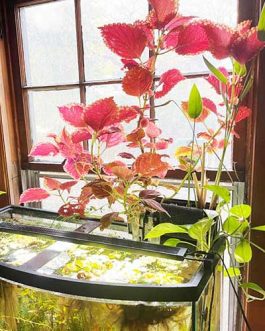 Coleus plant (4 different varieties)