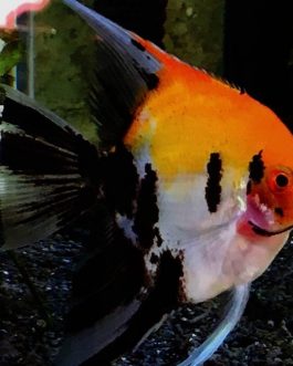 koi angel Adult (3 pieces)