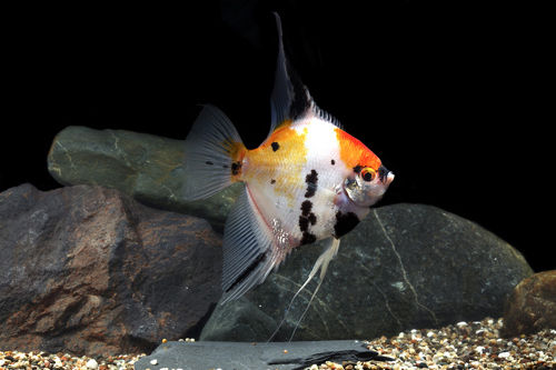 koi angel Adult (3 pieces) - Image 7