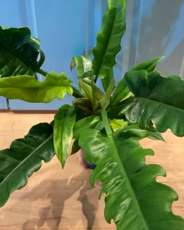 Philodendron Narrow Escape (large plant)