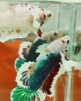 Candy Dumbo Betta Pair