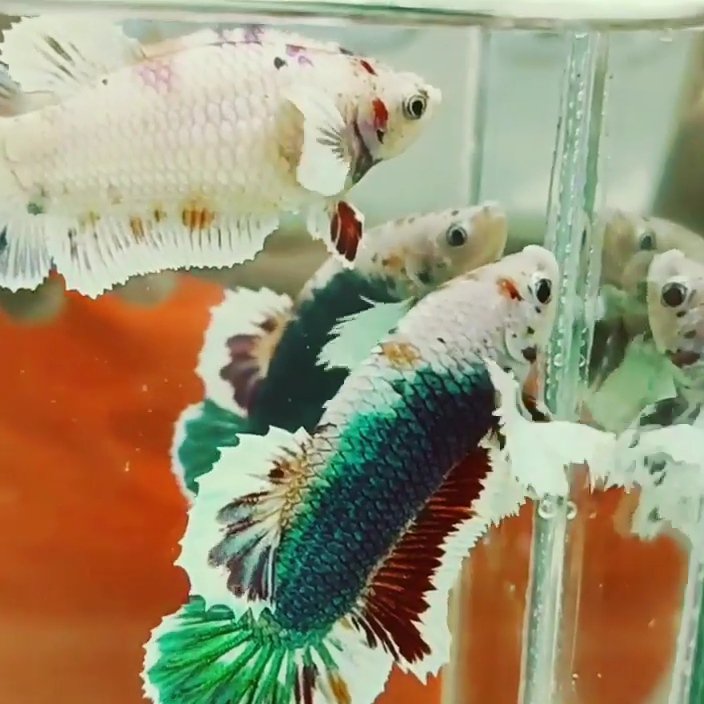 Candy Dumbo Betta Pair