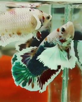 Candy Dumbo Betta Pair