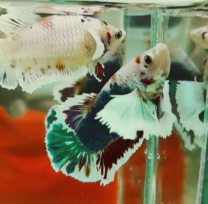 Candy Dumbo Betta Pair - Image 2