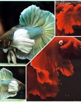 Betta combo (red rose tail and green dumbo pairs)