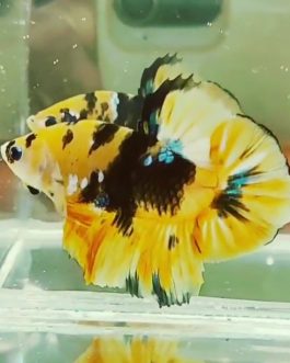 Yellow Galaxy betta pair