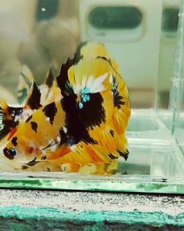 Yellow Galaxy betta pair