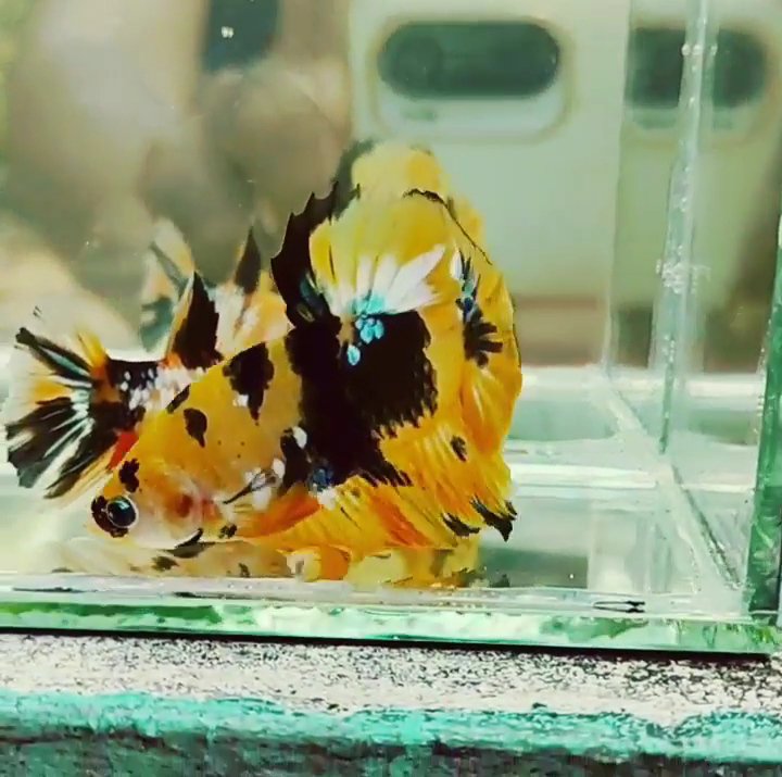 Yellow Galaxy betta pair - Image 2