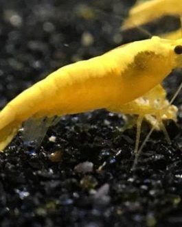 Golden Top Line shrimps ( 5 pairs)