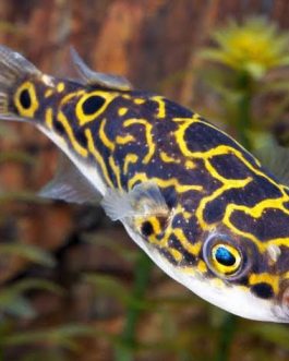 Figure 8 Puffer/Eye spot puffer fish ( 5 pieces)
