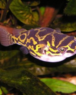 Figure 8 Puffer/Eye spot puffer fish ( 5 pieces)