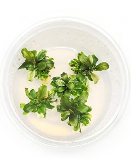 Bucephalandra pygmaea (Tc Cup)