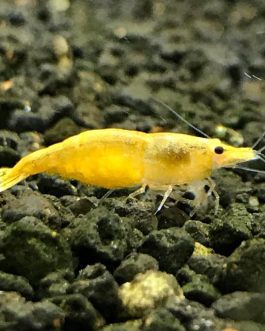 Pumkin yellow Shrimps ( 5 pairs)