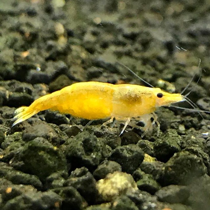 Pumkin yellow Shrimps ( 5 pairs)