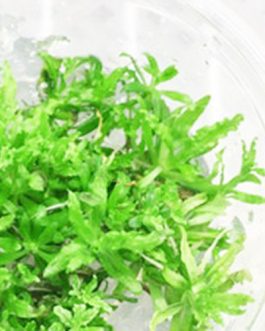 Pogostemon helferi (Tc cup)