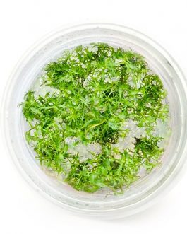 Proserpinaca Palustris (Tc cup)